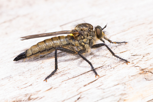Didysmachus picipes