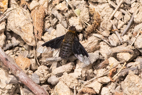 Black Banded Bee Fly