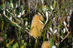 (c) Bryce Watts-Parker, some rights reserved (CC BY) Banksia croajingolensis, photograph (c) Bryce Watts-Parker, some rights reserved (CC BY)