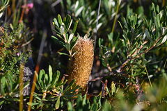 (c) Bryce Watts-Parker, some rights reserved (CC BY) Banksia croajingolensis, photograph (c) Bryce Watts-Parker, some rights reserved (CC BY)