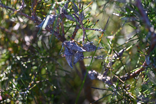 Hakea teretifolia, photograph 6