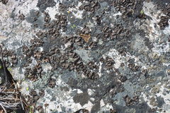 Umbilicaria torrefacta