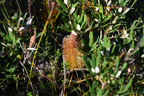 Banksia croajingolensis, photograph 1