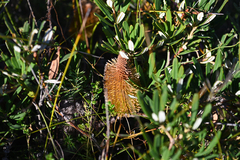 (c) Bryce Watts-Parker, some rights reserved (CC BY) Banksia croajingolensis, photograph (c) Bryce Watts-Parker, some rights reserved (CC BY)