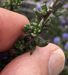 Ceanothus dentatus