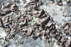 Umbilicaria torrefacta