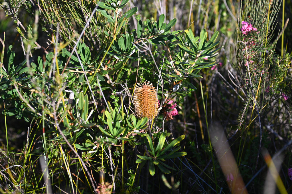Banksia croajingolensis; photograph (c) Bryce Watts-Parker, some rights reserved (CC BY)