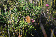 Banksia croajingolensis