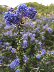 Ceanothus dentatus