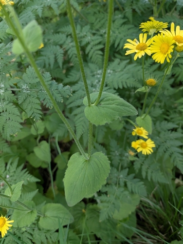Doronicum pardalianches, photograph 3