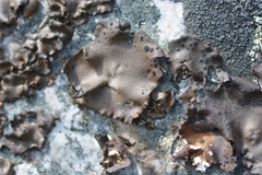 Umbilicaria torrefacta