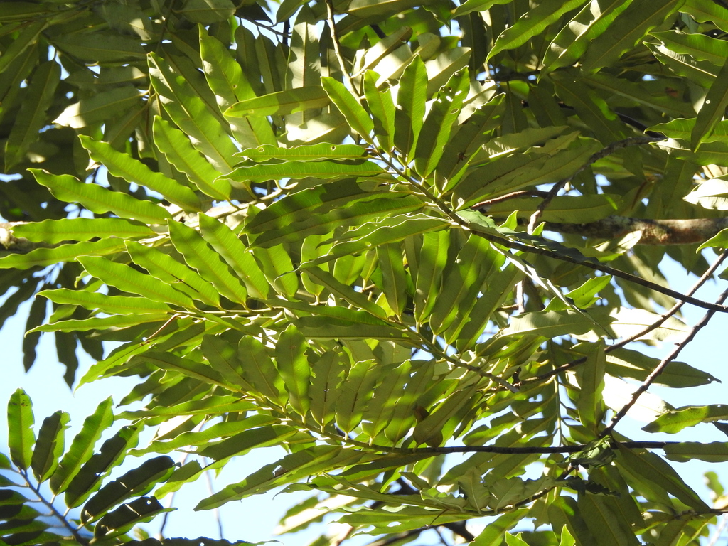 Foto de Virola bicuhyba