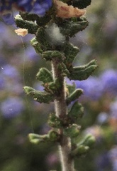 Ceanothus dentatus