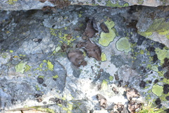 Umbilicaria torrefacta