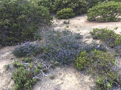 Ceanothus dentatus