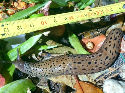 Leopard Slug