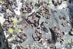 Umbilicaria torrefacta