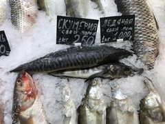 Champsocephalus gunnari