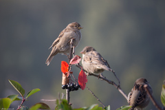 Passer domesticus