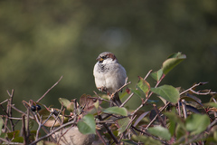 Passer domesticus