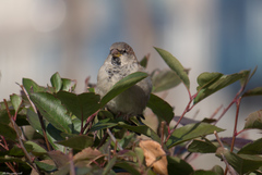 Passer domesticus