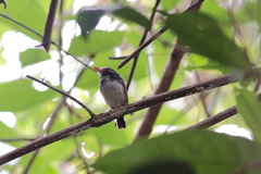 Poecilotriccus capitalis