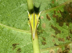 Alchisme tridentata
