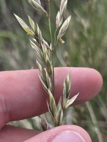 Big Rough Fescue