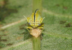 Alchisme tridentata