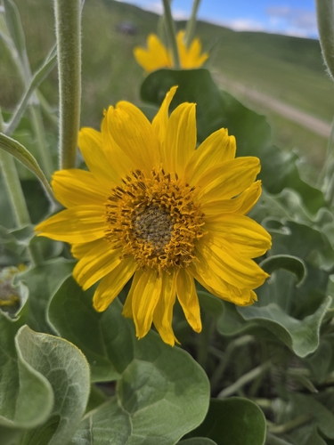 arrowleaf balsamroot