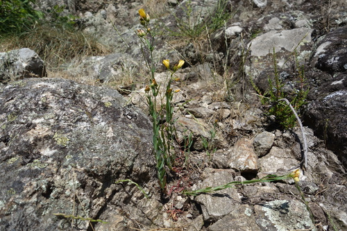 Hypericum linariifolium, photograph 3