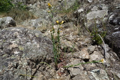 Hypericum linariifolium, photograph (c) Clément Maouche, some rights reserved (CC BY)