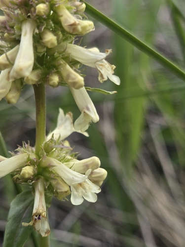 Yellow Beardtongue