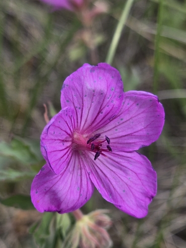 sticky geranium