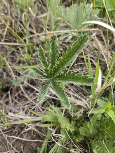white-leaved cinquefoil