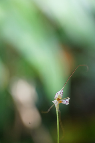 Masdevallia picturata, photograph 2