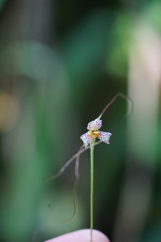 Masdevallia picturata