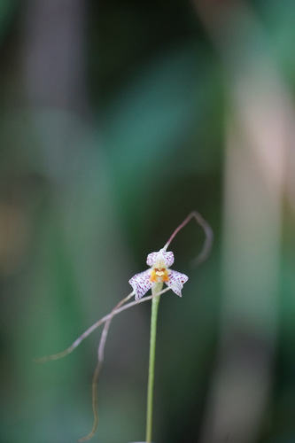 Masdevallia picturata, photograph 3