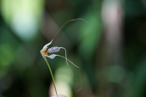 Masdevallia picturata, photograph 4