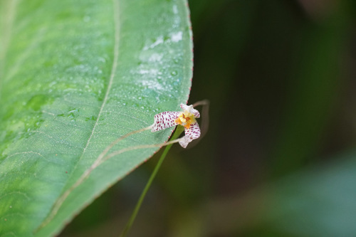 Masdevallia picturata, photograph 5