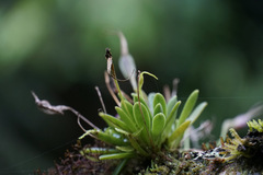 Masdevallia picturata, photograph (c) Connor Connolly-Moyls, some rights reserved (CC BY)