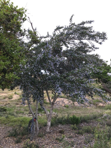 Ceanothus thyrsiflorus