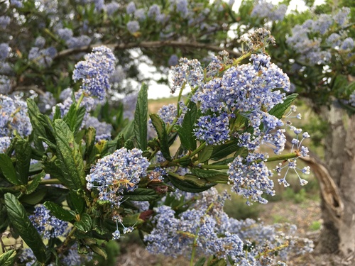 California Lilac (Blue Blossom)