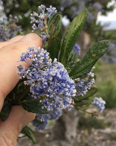 Ceanothus thyrsiflorus
