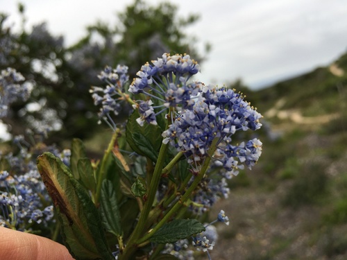 Ceanothus thyrsiflorus