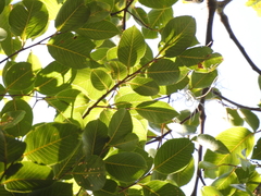 Cariniana estrellensis