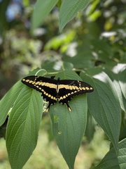 Heraclides thoas brasiliensis