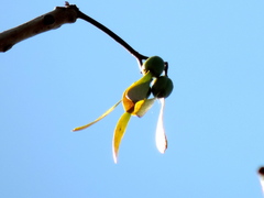 Gyrocarpus jatrophifolius