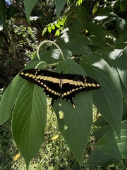 Heraclides thoas brasiliensis