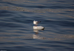 Chroicocephalus ridibundus